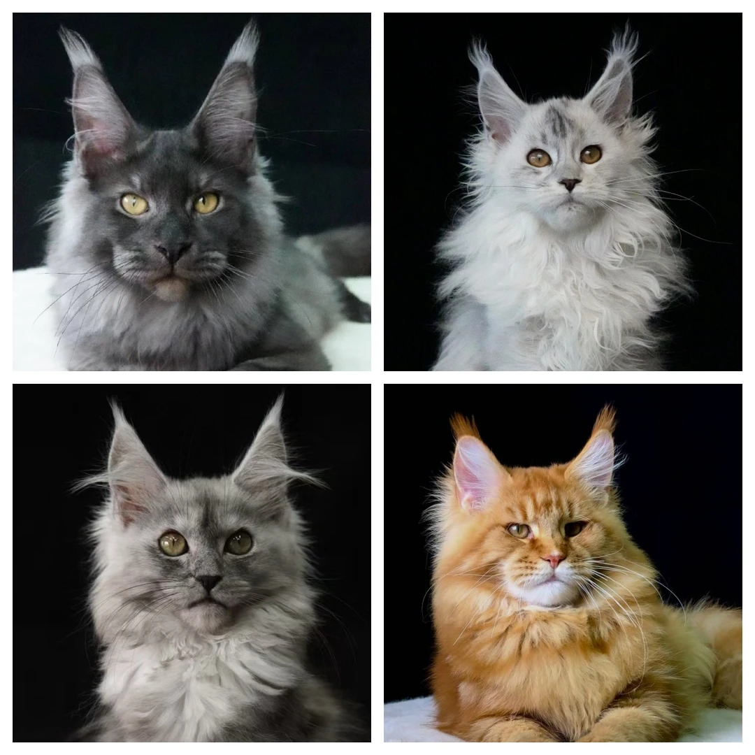 Rachel喵冠缅因相册-（定金）