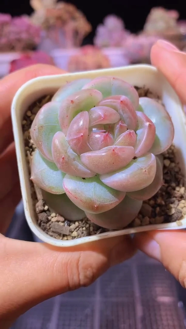 【闪购商品】167豌豆公主带盆土