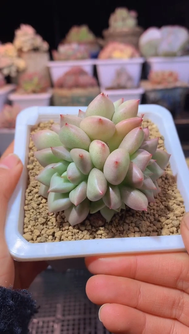 【闪购商品】143象牙群生