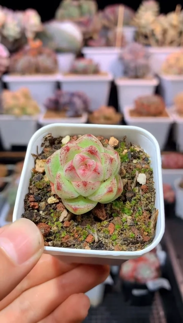 【闪购商品】042清欢