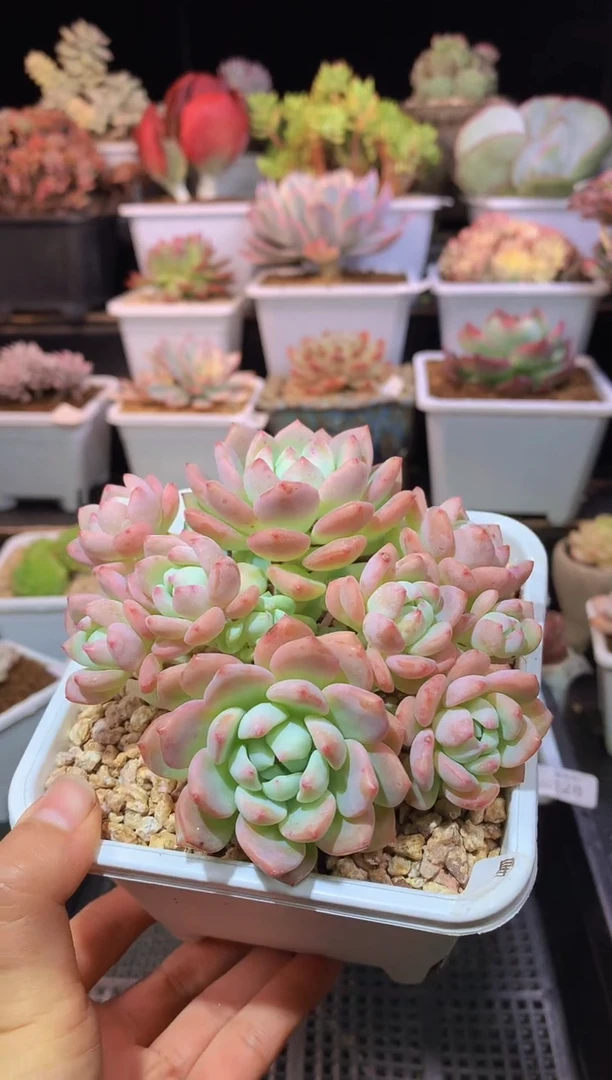 【闪购商品】129花满楼