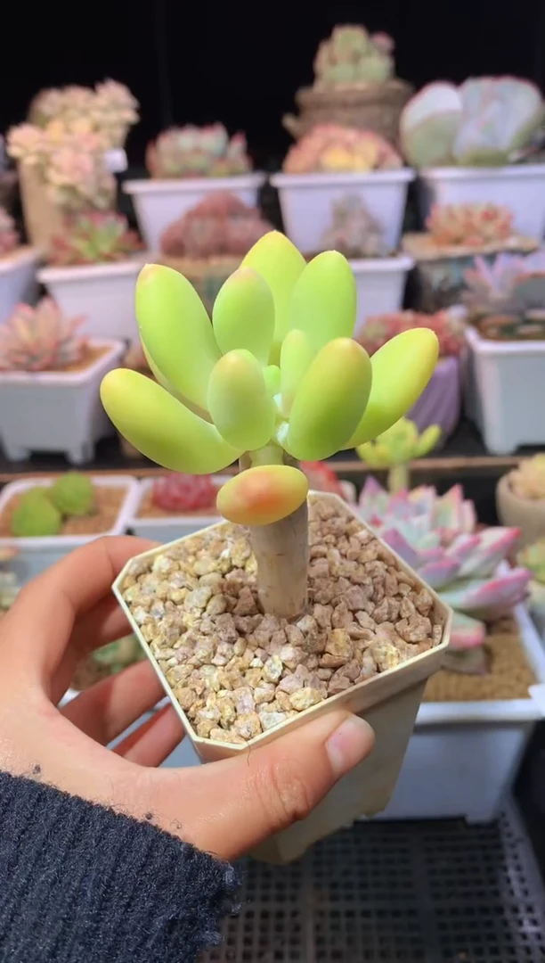 【闪购商品】172金蝉老桩