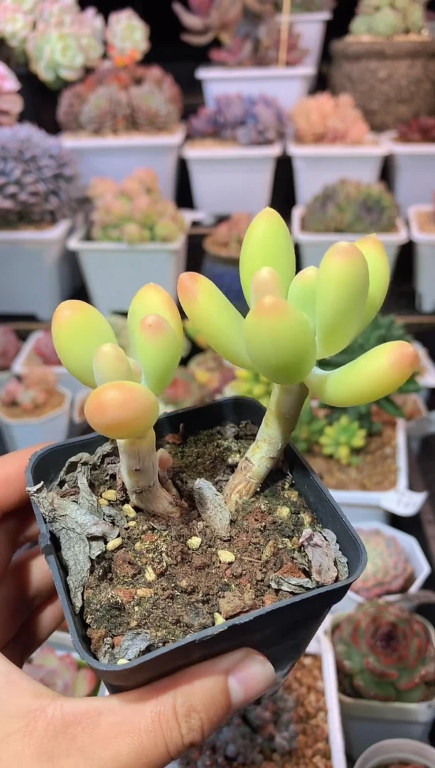 【闪购商品】201金蝉双头