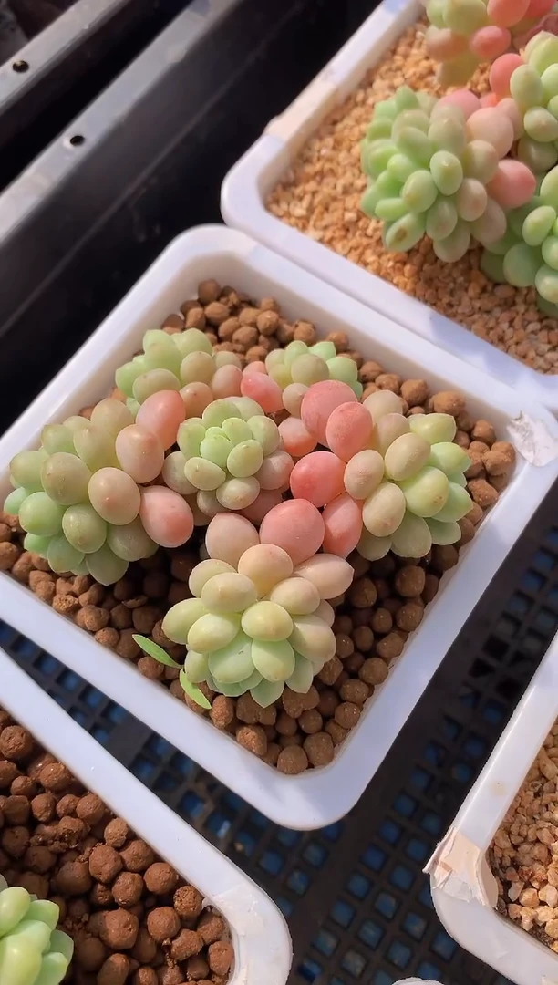 【闪购商品】085鱼子酱量拍1颗