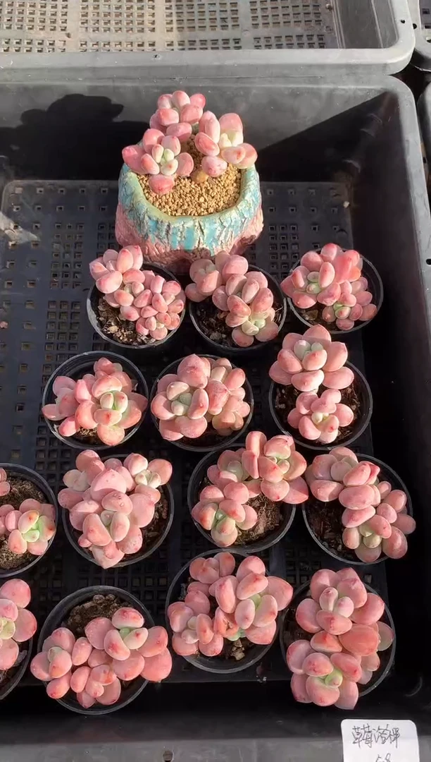 【闪购商品】318草莓洛神量拍1颗带盆土