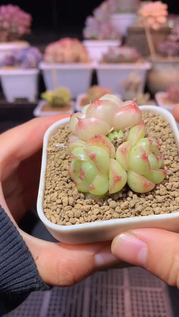 【闪购商品】101小鹿麦秆三头