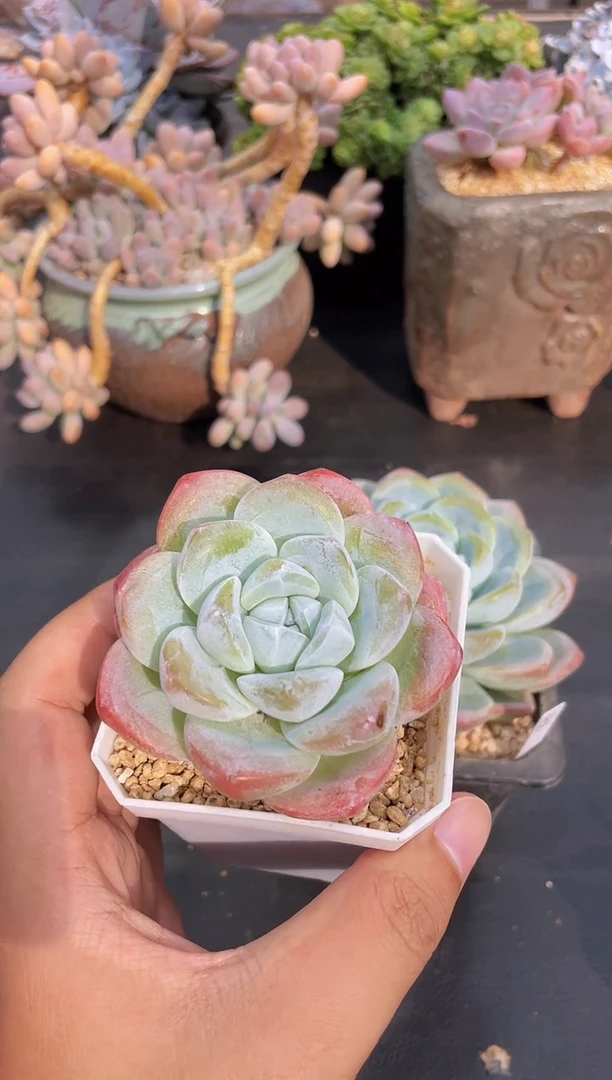 【闪购商品】冰玉单头量拍