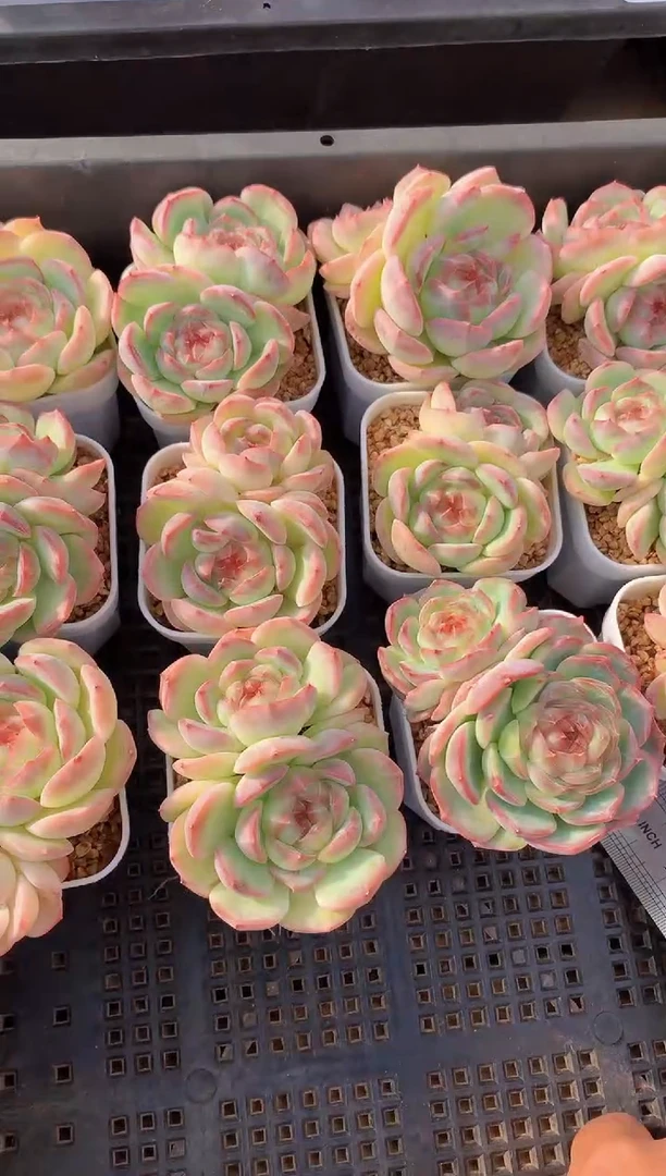 【闪购商品】121甜心双头量拍1颗