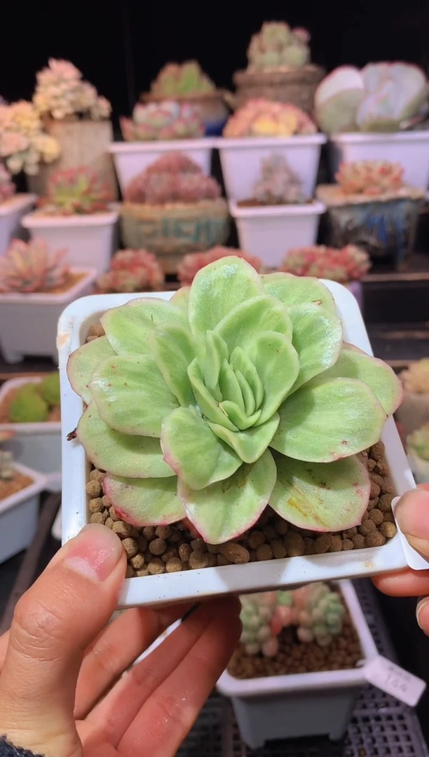 【闪购商品】146冰玫瑰锦