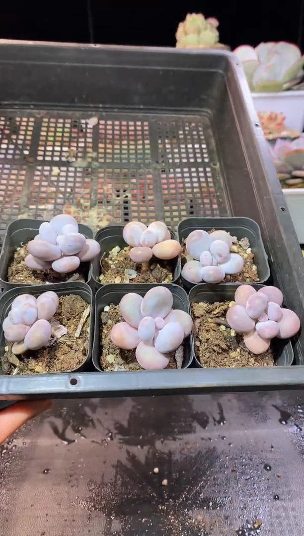 【闪购商品】203奶酪6棵