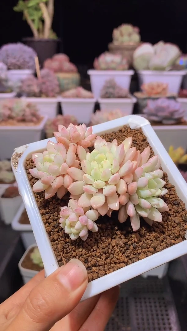 【闪购商品】139红蛋锦