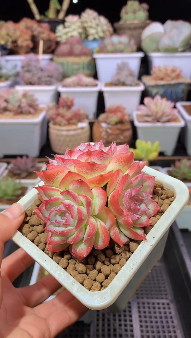 【闪购商品】064侧影老桩