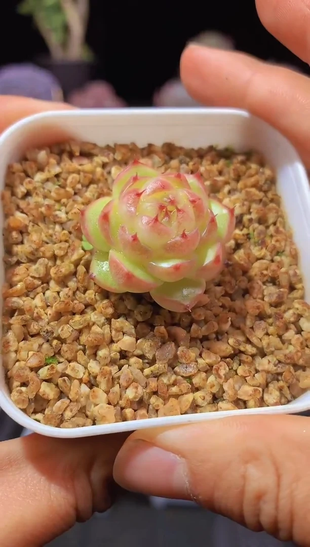 【闪购商品】308小纽扣