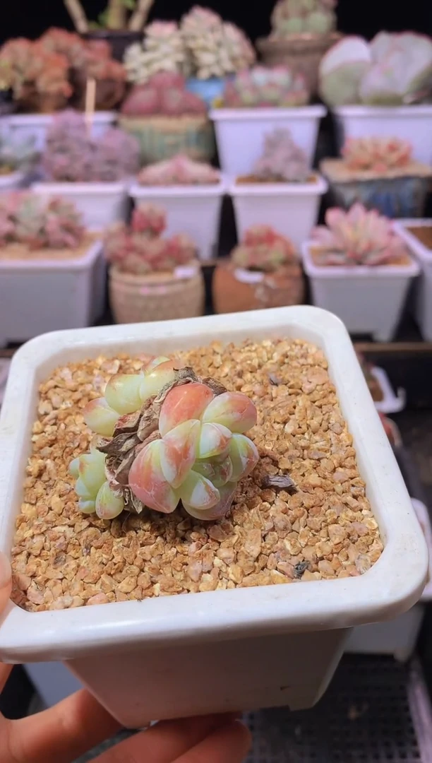 【闪购商品】161琥珀冰玉