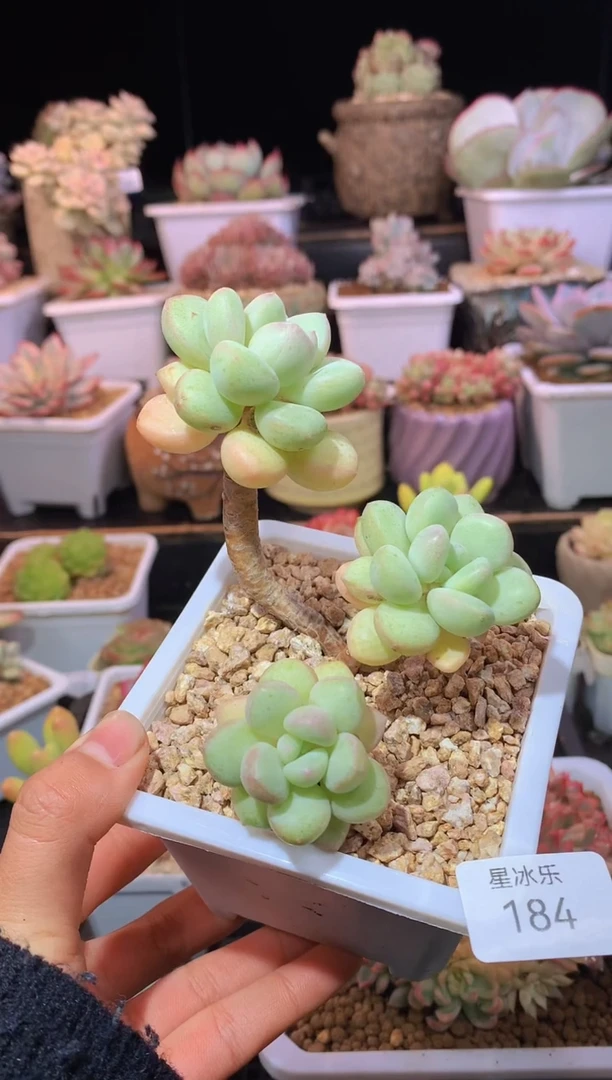 【闪购商品】184荔枝泡泡糖