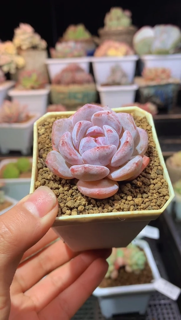 【闪购商品】145星影