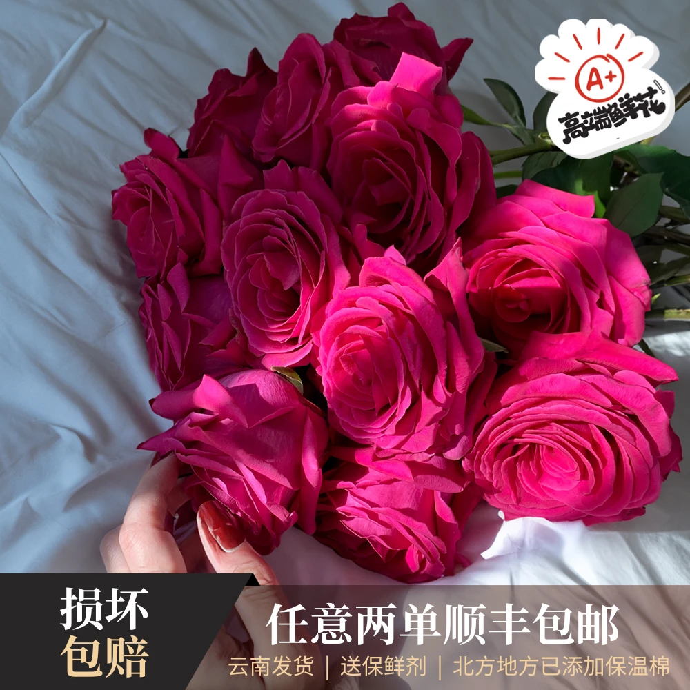 【只做高端】 70cm「弗洛伊德」A级单头玫瑰云南发货任意两单顺丰包邮