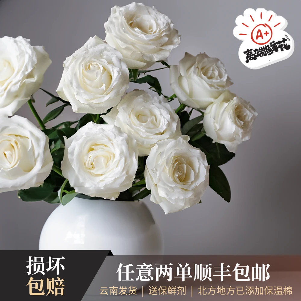 【只做高端】 70cm「骄傲」A级单头玫瑰云南发货任意两单顺丰包邮