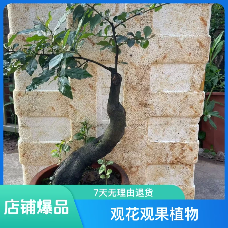 金弹子盆景素材！直播间一物一拍，阳台办公桌花园庭院