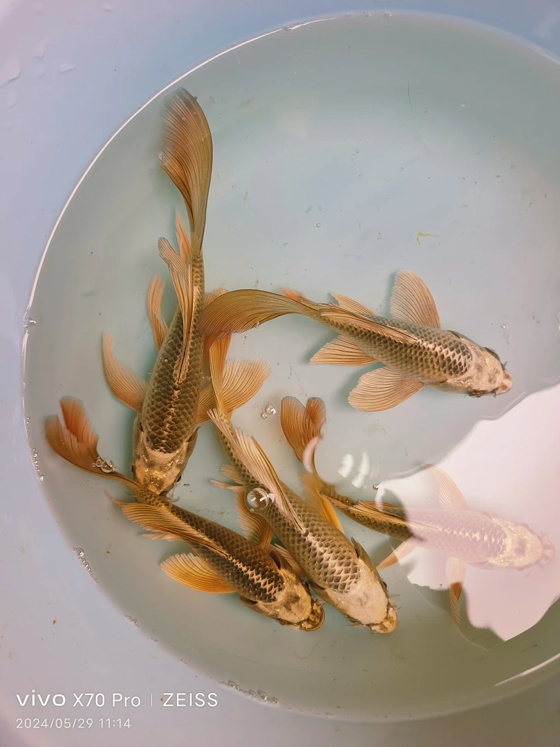 精品金熊猫蝴蝶鲤观赏鱼