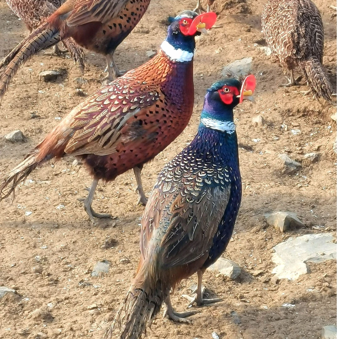 三只一公两母七彩山鸡