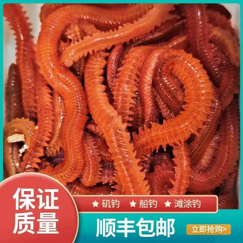 红沙蚕鱼饵海蜈蚣海蚯蚓海蚂蝗红青虫海钓鱼船钓青沙蚕鲈鱼饵顺丰