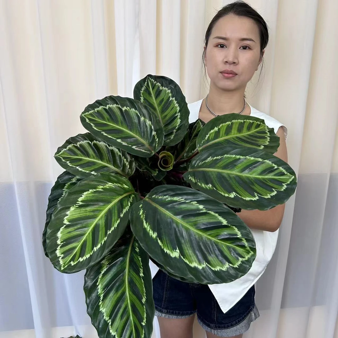 美丽竹芋盆栽室内吸甲醛净化空气办公桌面观叶植物四季常青好养