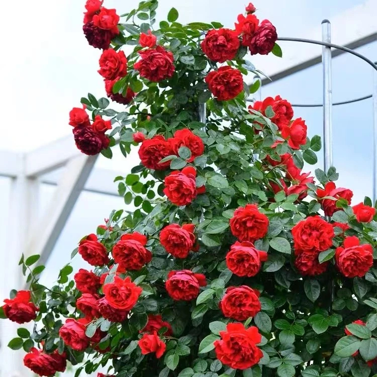 佛罗伦蒂娜 1.5米  大苗爬藤月季大花浓香型庭院阳台种植
