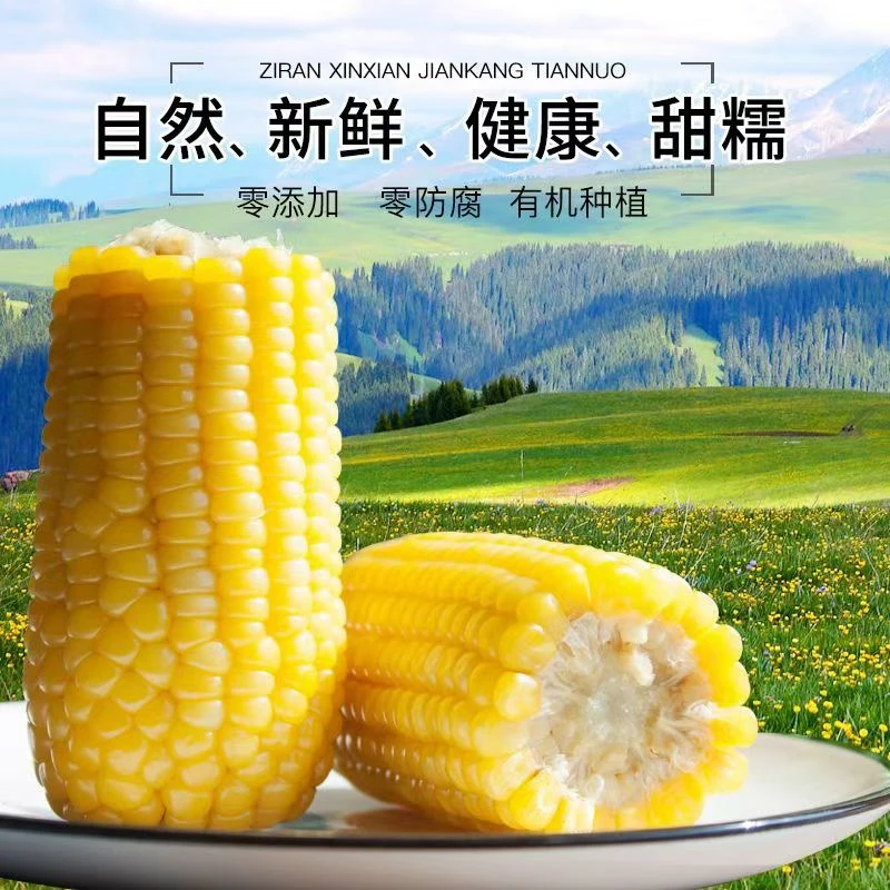 【2024新玉米】内蒙古甜糯玉米新鲜软粘黏玉米真空包装8穗*220克 D
