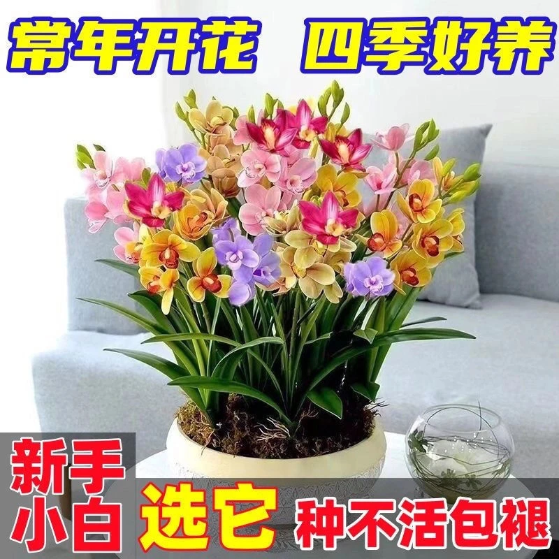 【香水兰花】耐寒耐热四季开花橙心兰花水球根土培水培浓香型植物