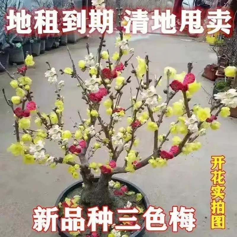【带芽孢】耐寒腊梅20天开花浓香型梅花地栽树苗四季开花卉室外绿植