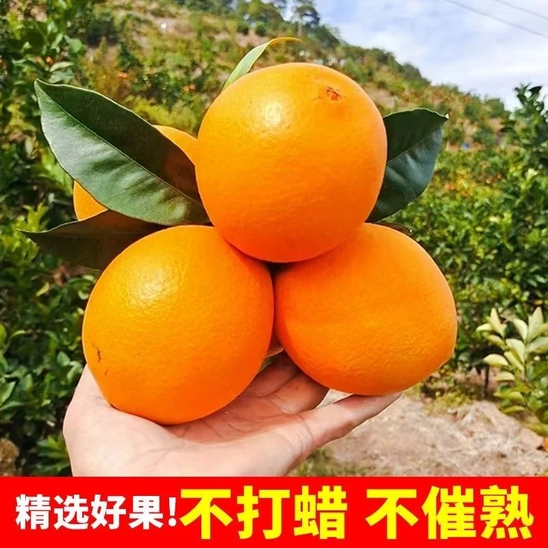 正宗宜昌纽荷尔脐橙手剥甜橙新鲜水果应季现摘现发中大果多汁包邮