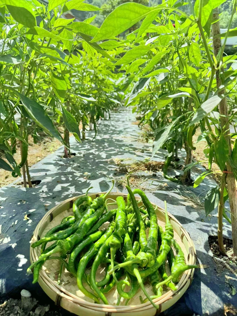 【高山辣椒】湘西高山辣椒皮薄肉厚