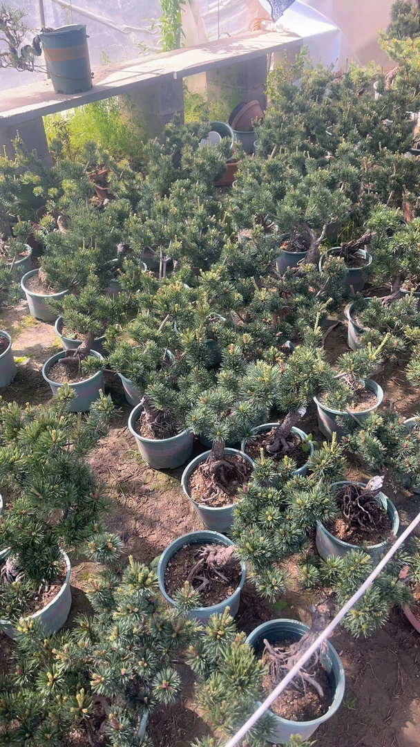 五针松盆景五针松提根盆景，可做造型