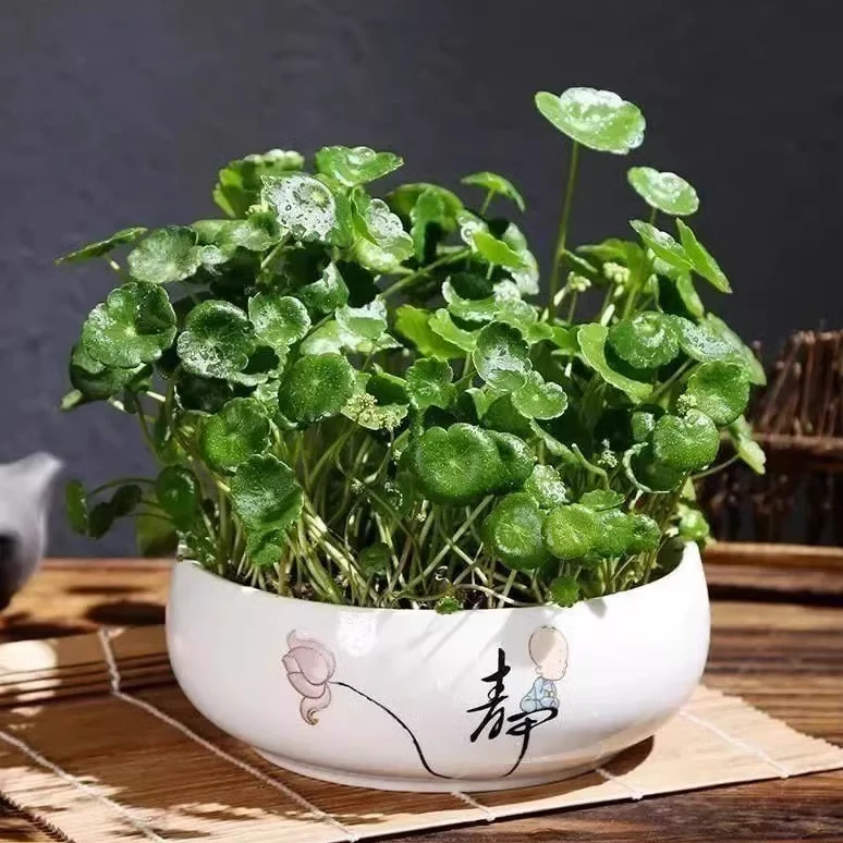 【水培铜钱草种子】大叶水养种籽水培植物花卉盆栽室内常绿A
