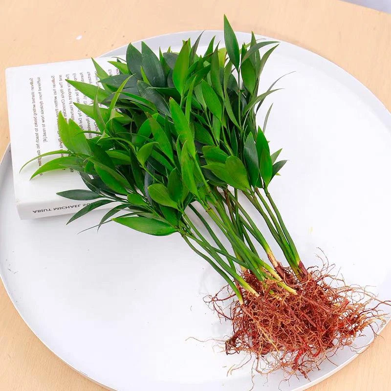 水培新宠竹柏盆栽驱蚊竹富贵竹水养植物室内客厅绿植花卉四季常青