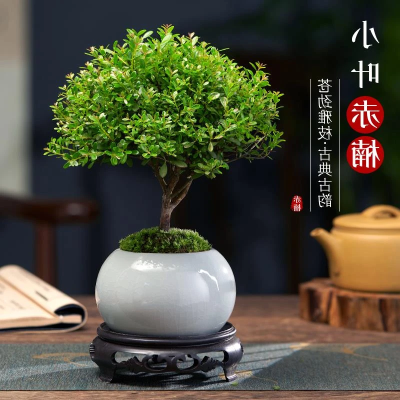 小叶赤楠老桩盆景苗植物花卉微景观水培办公室内好养四季常青盆栽