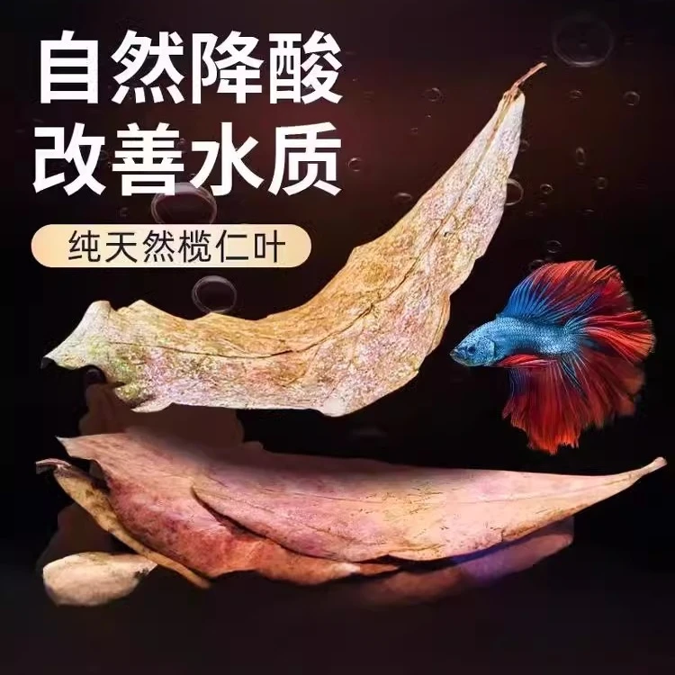 鱼缸榄仁叶调节PH值降酸水族橄榄叶龙眼叶懒人叶斗鱼乌龟稳定水质