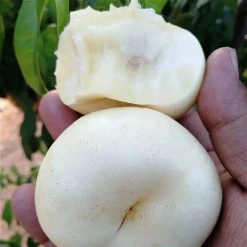 奶油白蟠桃树苗新品种嫁接白玉蟠桃苗南北方种植盆栽地栽当年结果