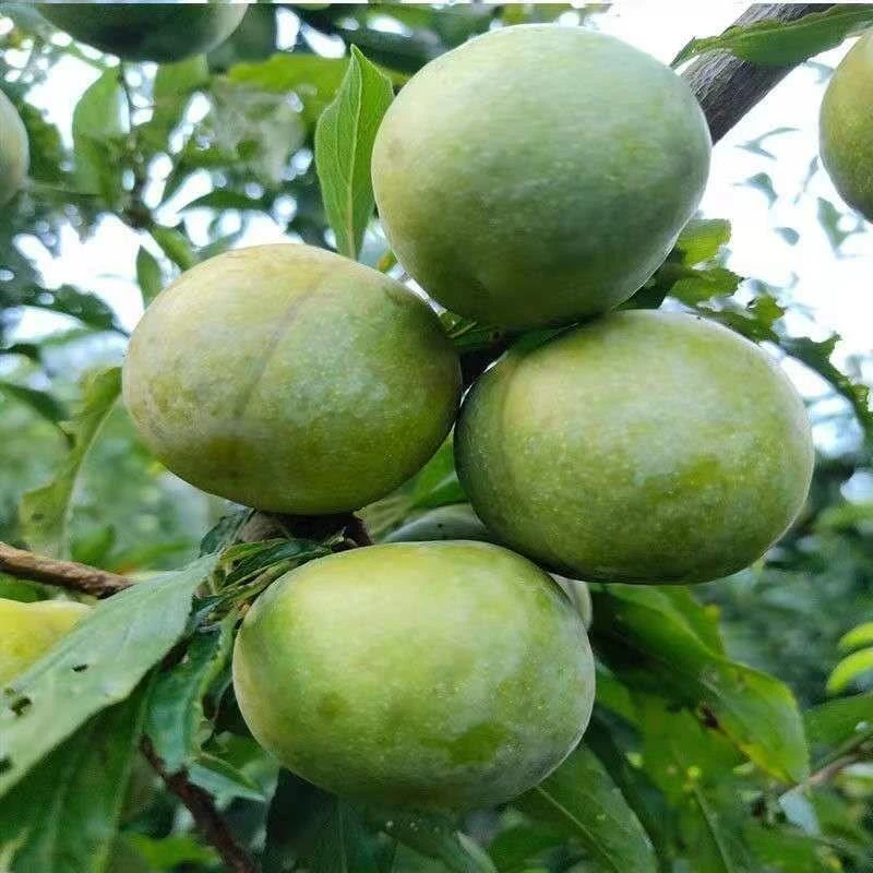 四川汶川晚熟青脆李树苗李子树苗脆李苗青脆李子嫁接苗脱骨李子苗