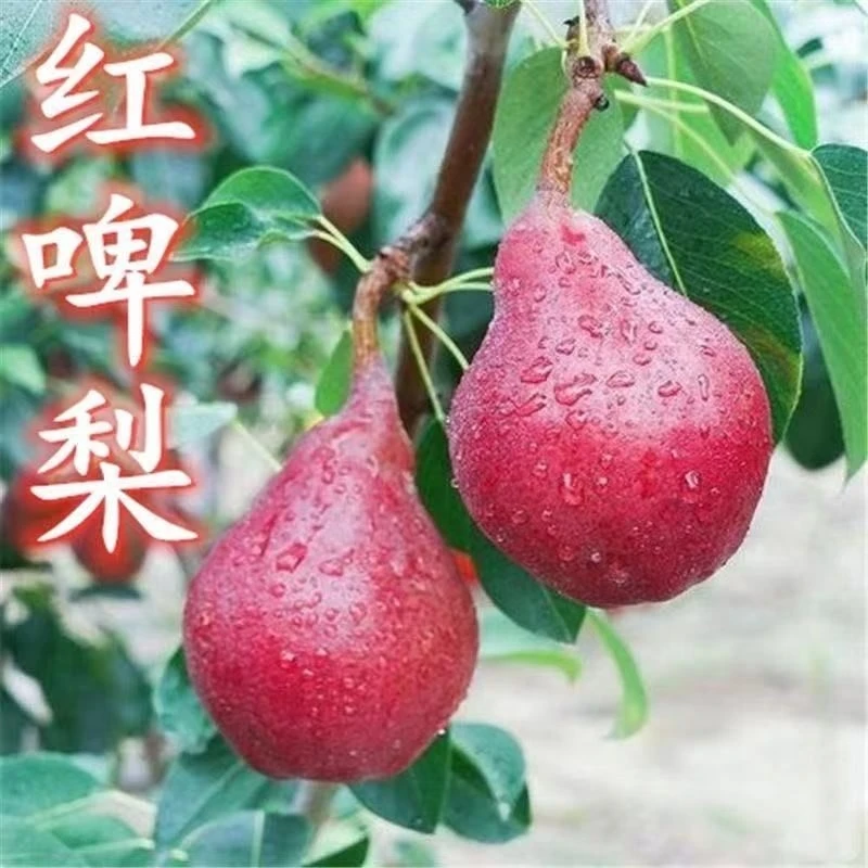 新品种红啤梨树苗盆栽地栽南北方种植当年结果西洋梨苗嫁接红梨苗