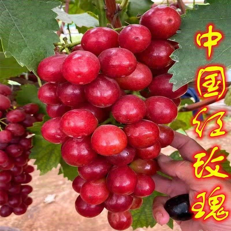中国红玫瑰葡萄树苖新品种葡萄苗南北方种植盆栽地栽当年结果