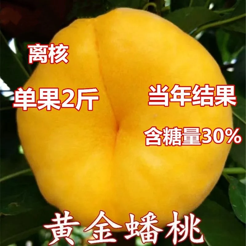 黄金蟠桃树苗嫁接桃树树苗南北方种植盆栽地栽果树苗当年结果