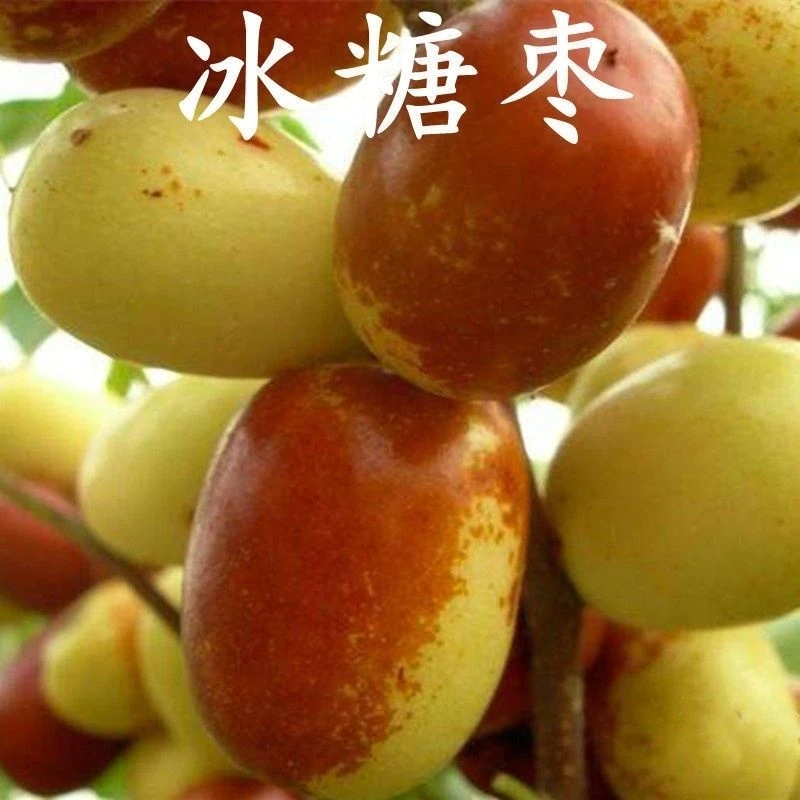 新品种冰糖脆枣树苗南北方种植冰糖脆枣苗当年结果包邮超甜枣树苗