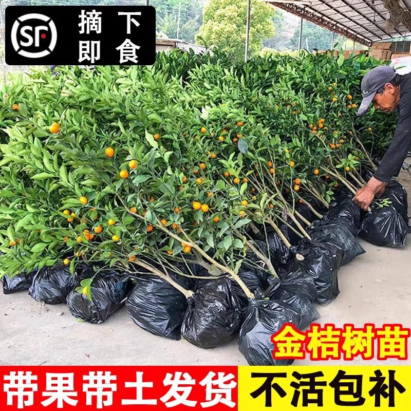 脆皮金桔带果发货盆栽树苗四季果树可食用橘子苗滑皮金橘室内常绿