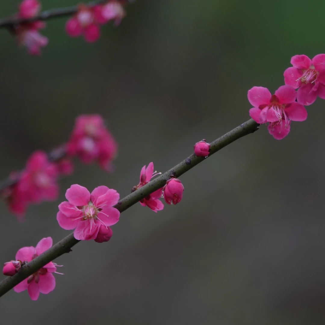 【梅花·福利款】·原生精品梅花树，耐寒耐热，品种多样，开花苗