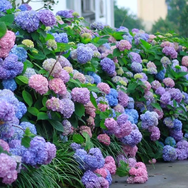 HONGYUE/虹越绣球花盆栽成品苗 多品种绣球花苗盆栽阳台花卉植物
