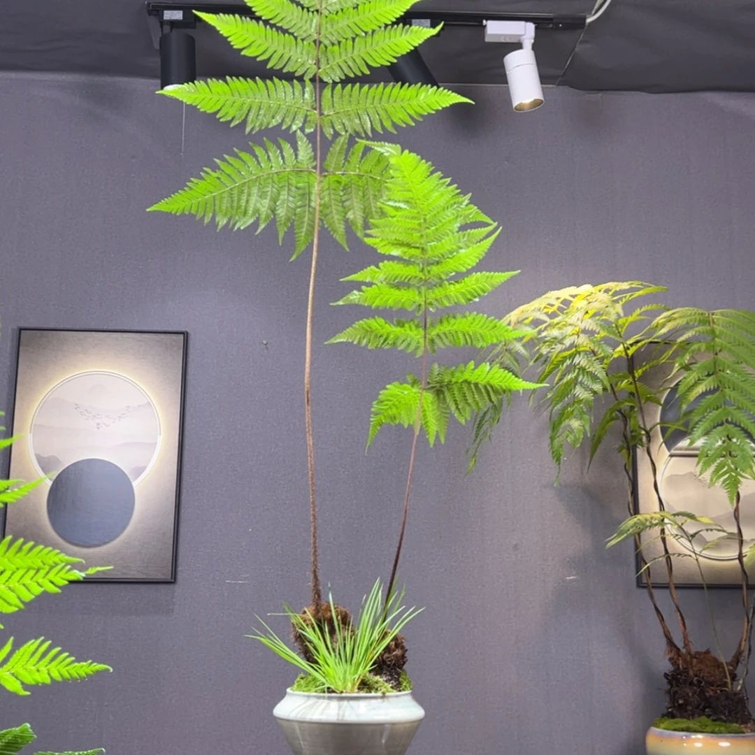 【闪购商品】洞****)蕨类植物