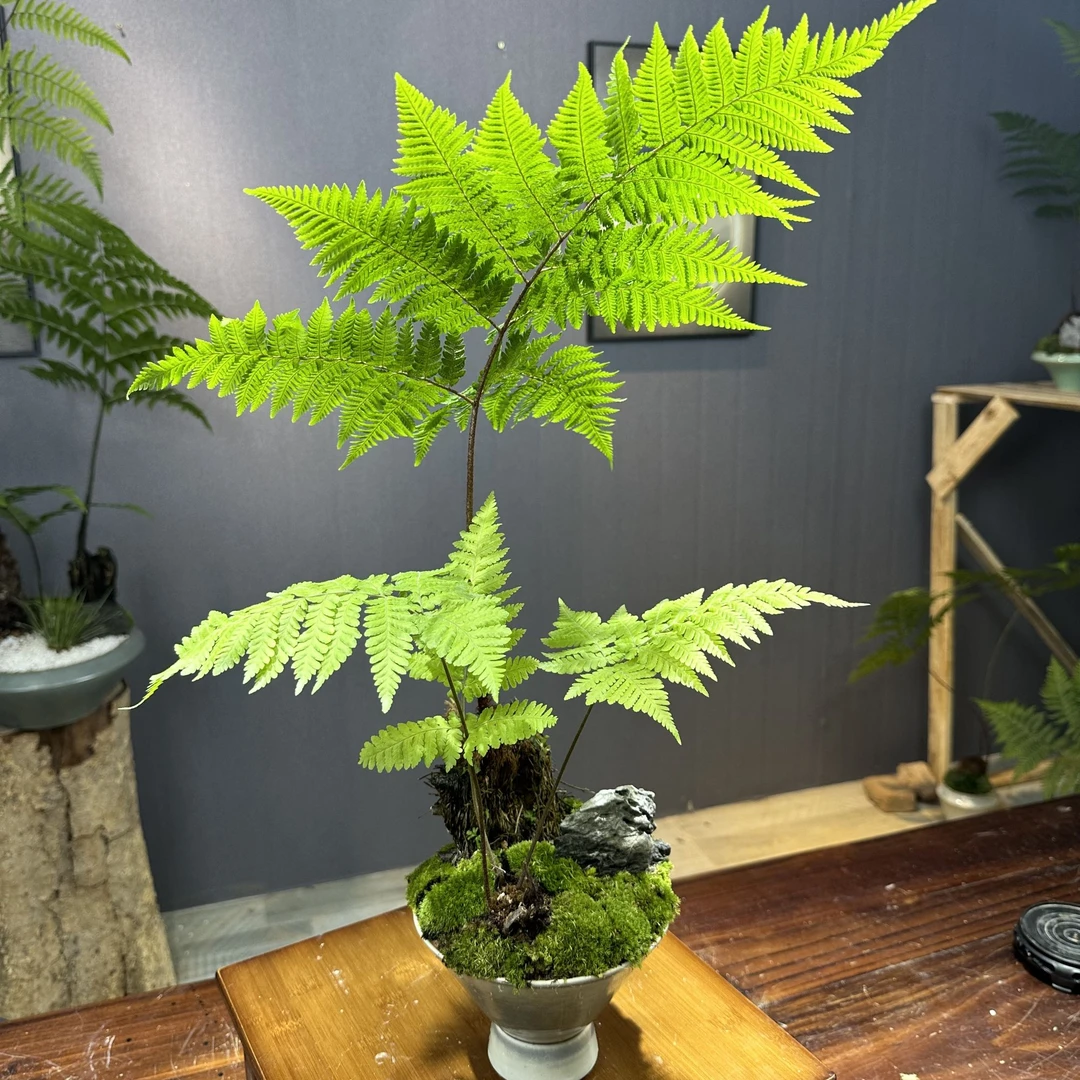 专属链接虹鳞蕨蕨类盆景禅意室内造景盆栽书房茶室内喜阴喜湿绿植