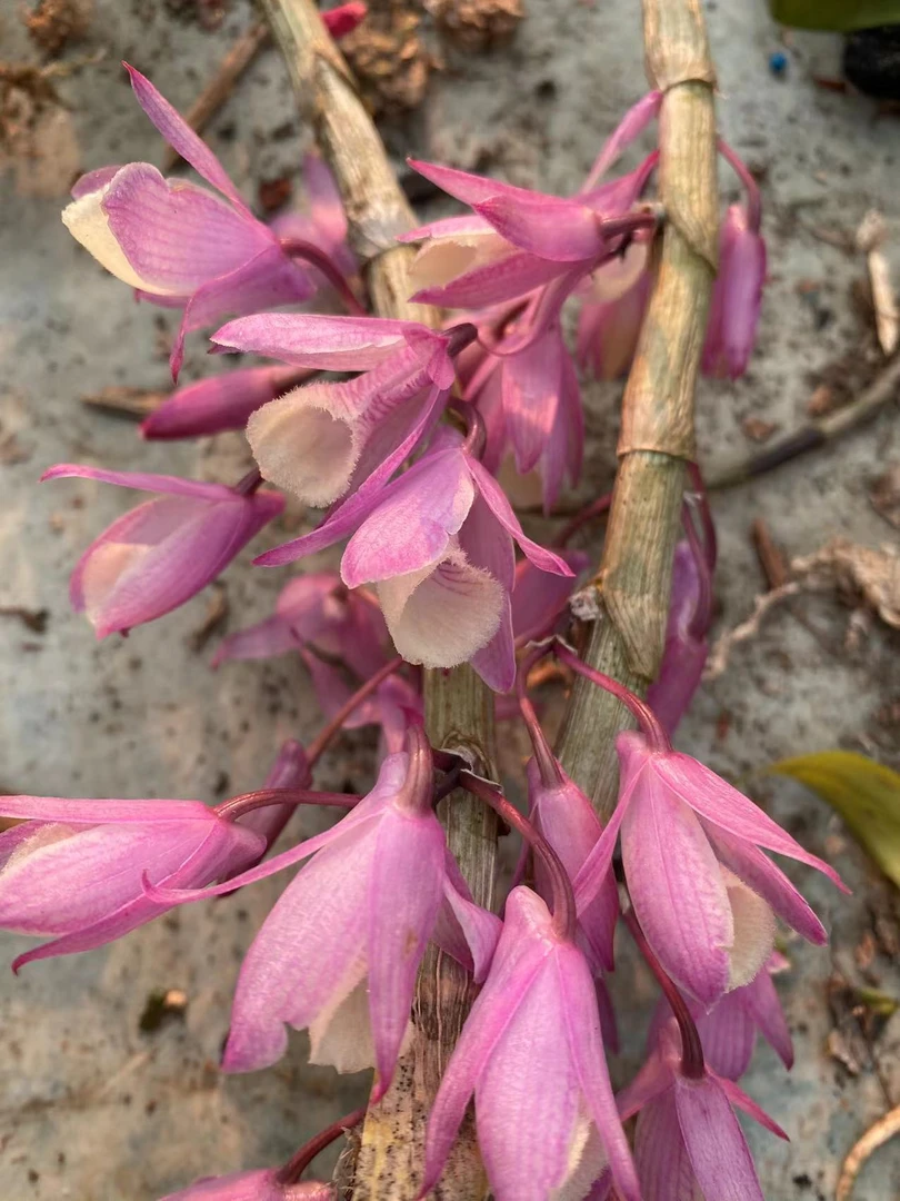 天宫石斛 缅甸原种天宫石斛 多种花色爆花品种花条比较长瀑布天宫